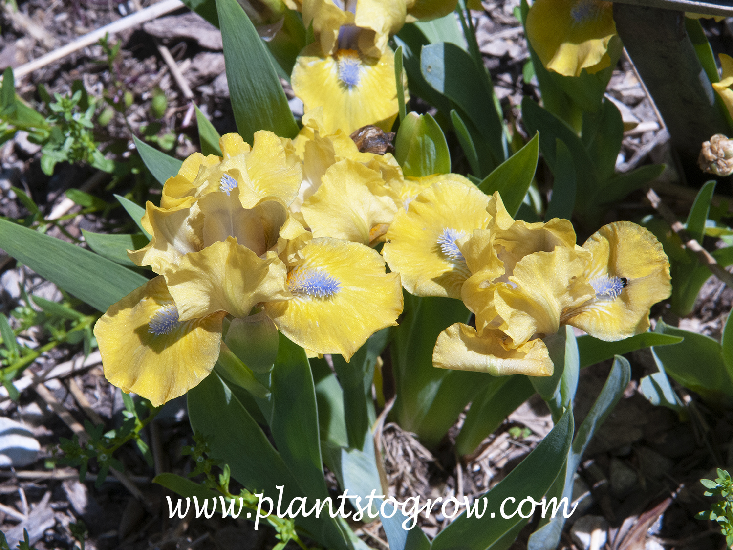 Iris 'Prank' (Standard Dwarf Bearded)
(May 4)